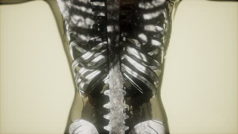 human-skeleton-bones-scan-glowing