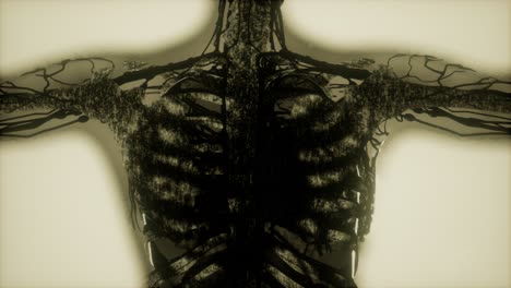 human-skeleton-bones-scan-glowing