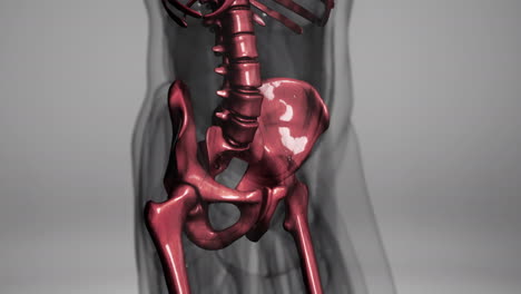 Anatomie-Der-Menschlichen-Skelettillustration