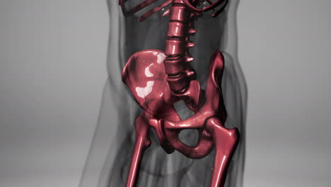 3D-gerenderte-Medizinische-Animation-Eines-Menschlichen-Knochens