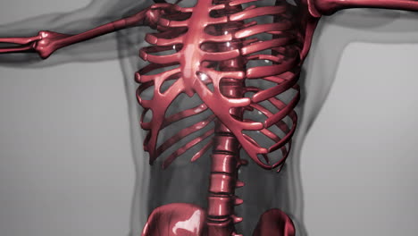 3D-rendered-Medical-Animation-of-Male-bones-Anatomy