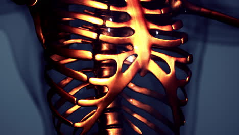 Huesos-Visibles-Del-Esqueleto-Humano