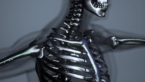 Sichtbare-Knochen-Des-Homan-Skeletts