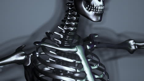 Anatomía,-De,-Esqueleto-Humano,-Ilustración