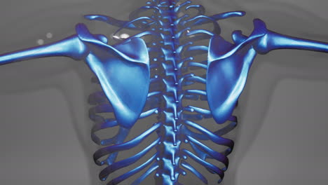 Animación-Médica-Renderizada-En-3D-De-Huesos-Humanos