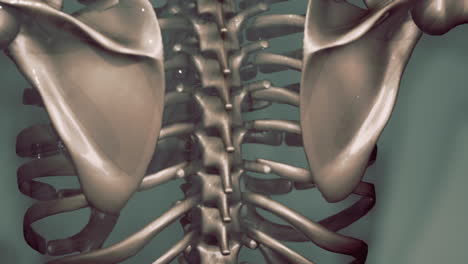 3d-rendered-medical-animation-of-a-human-bones