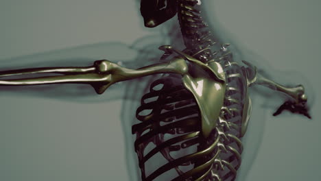 visible-bones-of-homan-skeleton