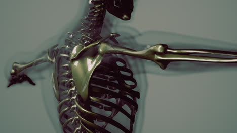 3D-gerenderte-Medizinische-Animation-Der-Anatomie-Männlicher-Knochen
