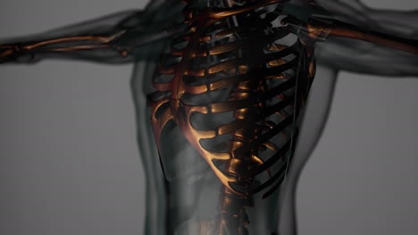anatomy-of-human-skeleton-illustration