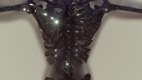 homan-skeletal-system-in-transparent-body