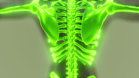 homan-skeletal-system-in-transparent-body