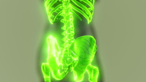 Leuchtende-Skelettknochen-Des-Menschen