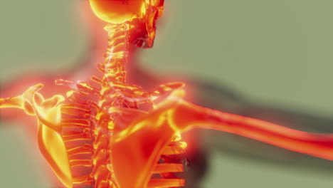 Transparenter-Menschlicher-Körper-Mit-Sichtbaren-Skelettknochen