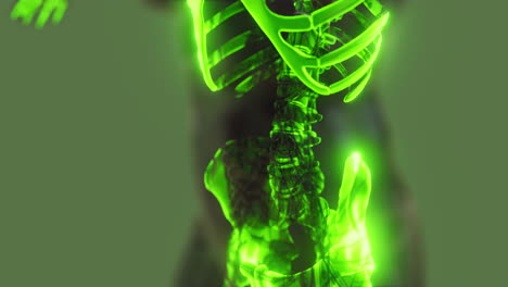 Cuerpo-Humano-Transparente-Con-Huesos-Esqueléticos-Visibles
