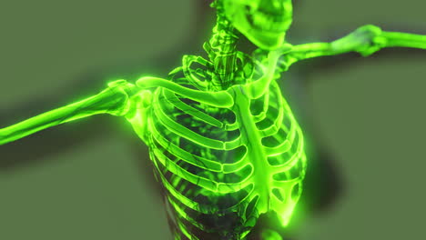 Homan-Skelettsystem-In-Transparentem-Körper