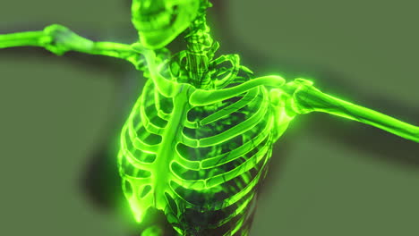 Sichtbare-Illustrierte-Menschliche-Skelettknochen