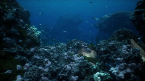 Arrecife-De-Coral-Submarino-Del-Mar-O-Del-Océano