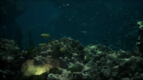 Flacher-Meeresboden-Mit-Korallenriffen-Und-Fischen