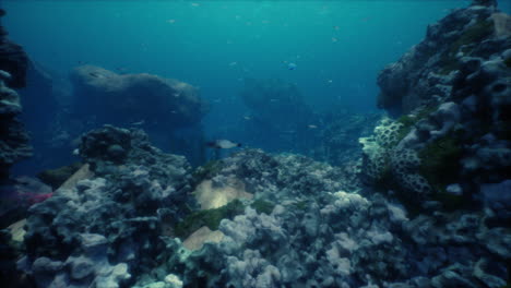 Shallow-ocean-floor-with-coral-reef-and-fish