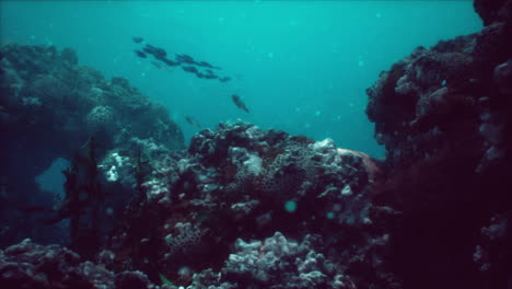 Sea-or-ocean-underwater-coral-reef