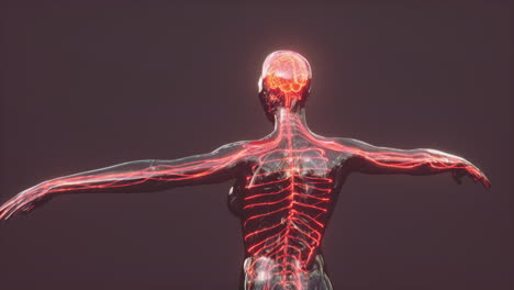Anatomie-Des-Menschlichen-Gehirns-Für-Medizinisches-Konzept