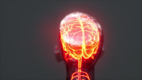 Energieimpulse-Der-Rückenmarksnerven-Ins-Gehirn