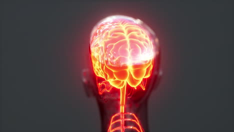 Cerebro-Brillante-Con-Columna-Vertebral-Y-Nervios