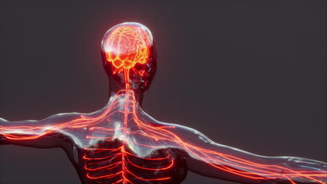 Impulsos-De-Energía-Nerviosa-De-La-Médula-Espinal-Hacia-El-Cerebro