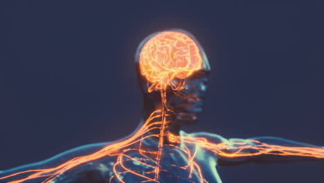 Impulsos-De-Energía-Nerviosa-De-La-Médula-Espinal-Hacia-El-Cerebro