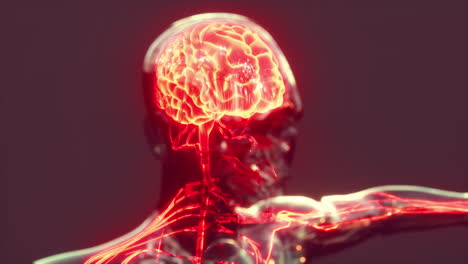 Anatomie-Des-Menschlichen-Gehirns-Für-Medizinisches-Konzept