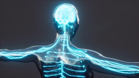 Glowing-brain-with-spine-and-nervus