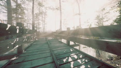 wooden-steps-in-the-forest-disappeared-in-the-thick-fog