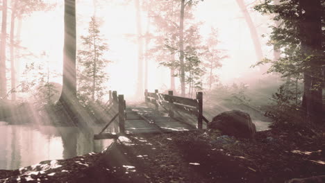 wooden-steps-in-the-forest-disappeared-in-the-thick-fog