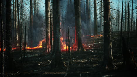 Forest-fire-with-Burned-trees-after-wildfire