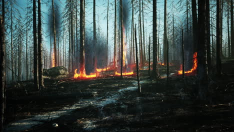 Waldbrand-Mit-Verbrannten-Bäumen-Nach-Einem-Waldbrand