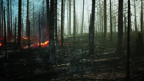 Incendio-Forestal-Con-árboles-Quemados-Después-De-Un-Incendio-Forestal