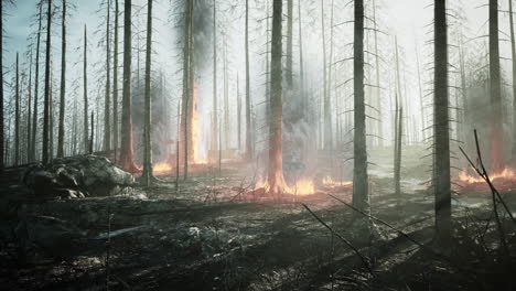 Forest-fire-with-Burned-trees-after-wildfire