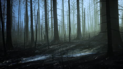 Verbrannte-Bäume-Nach-Einem-Waldbrand-Mit-Umweltverschmutzung-Und-Viel-Rauch