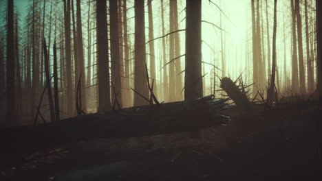 Burned-forest-in-the-mountains