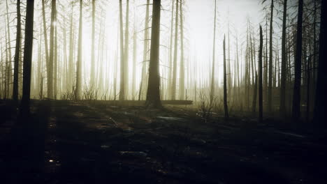 Rauch-Im-Wald,-Verursacht-Durch-Abholzung