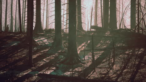 forest-with-smoke-arter-fire