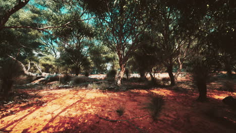 Trees-and-stones-in-Australian-desert