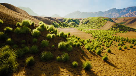 Bush-in-semi-desert-large-wasteland