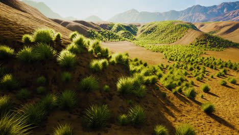 Desert-area-near-oasis-with-shrub-vegetation
