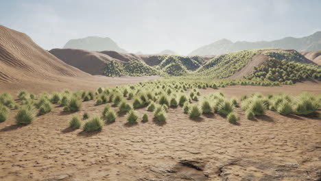 Desert-area-near-oasis-with-shrub-vegetation