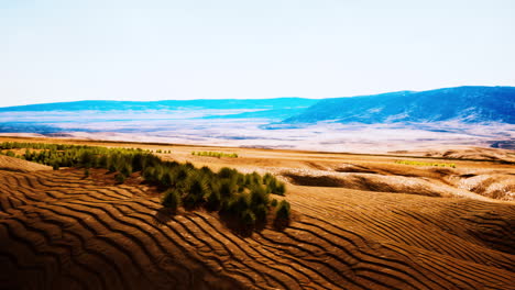 Desierto-Plano-Con-Arbustos-Y-Hierba