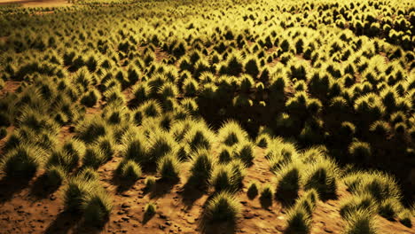 Desierto-Pedregoso-En-El-Interior-De-Australia