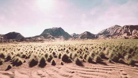 desert-landscape-in-Crater-National-park