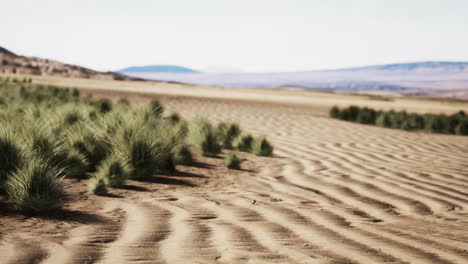 Flat-desert-with-bush-and-grass