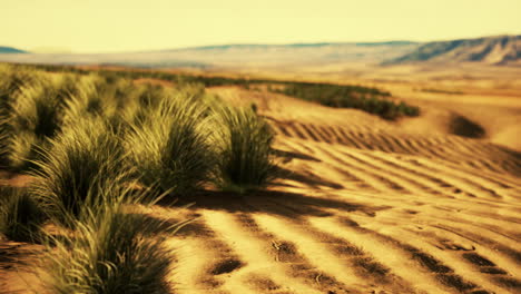 Flat-desert-with-bush-and-grass